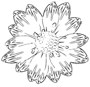 desenho de flores para colorir 11