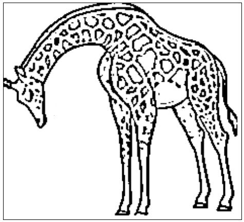 desenho de girafa para colorir 15