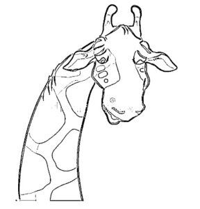 desenho de girafa para colorir 17