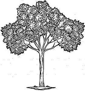 desenho do dia da árvore para colorir 14